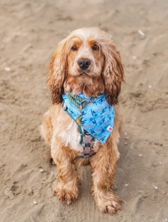 Saltrock Paw Print Pet Bandana Blue